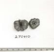 Click for 1 image(s) for this accession. FRUIT